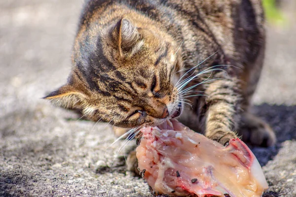 Kaplana benzeyen kedi çiğ et yiyor.