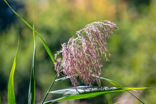 Reed flower by the river in September