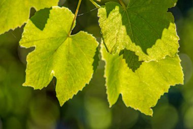 Eylül ayında bahçedeki sonbahar yapraklarının yakın plan fotoğrafı.