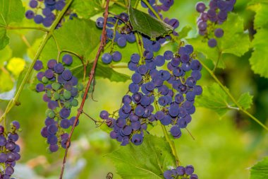 Bahçede mavi demet lezzetli üzüm ve yeşil yapraklar