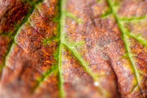 Photo Gros Plan Des Feuilles Automne Dans Jardin Septembre — Photo