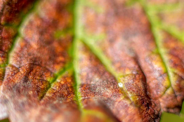 Photo Gros Plan Des Feuilles Automne Dans Jardin Septembre — Photo