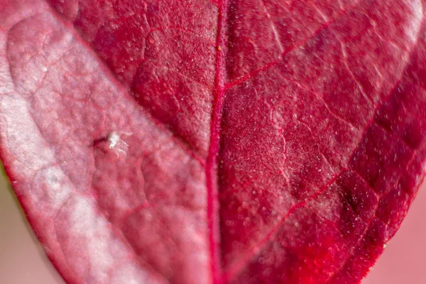 Zbliżenie Zdjęcie Jesiennych Liści Ogrodzie Wrześniu — Zdjęcie stockowe