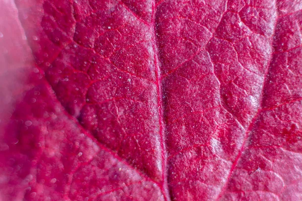 Nahaufnahme Von Herbstblättern Garten September — Stockfoto