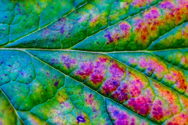 Nahaufnahme Von Herbstblättern Garten September — Stockfoto