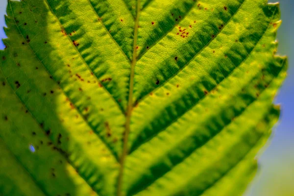 Nahaufnahme Von Herbstblättern Garten September — Stockfoto