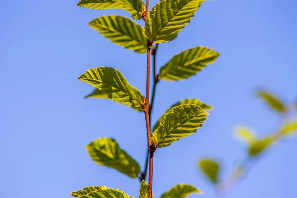 Green hazel leaves on a branch in September