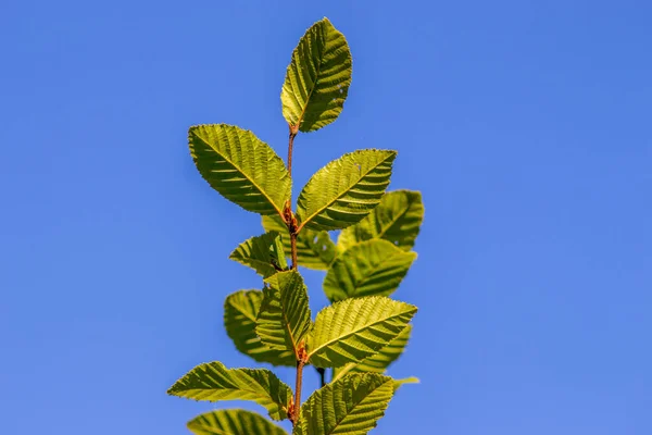 Green hazel leaves on a branch in September