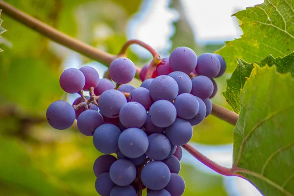 Camarões Azuis Uvas Deliciosas Folhas Verdes Jardim — Fotografia de Stock