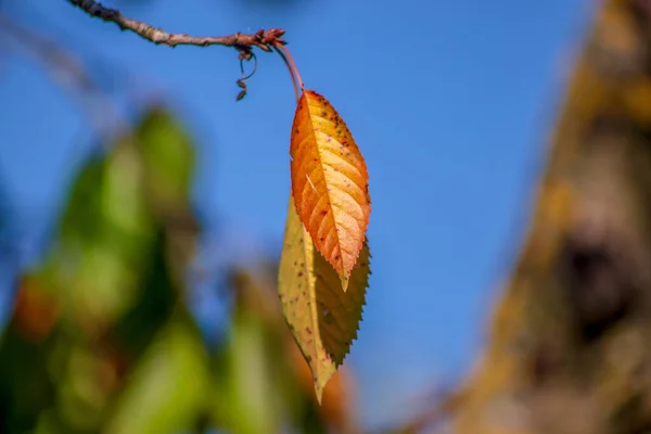 Żółto Czerwona Jesień Liście Wiśni Ogrodzie Wrześniu — Zdjęcie stockowe