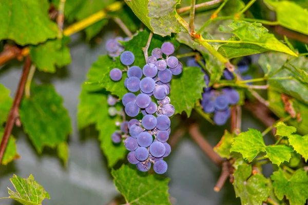 Blue Bunches Delicious Grapes Green Leaves Garden — Stock Photo, Image