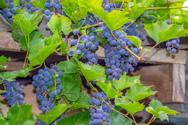 Manojos Azules Uvas Deliciosas Hojas Verdes Jardín — Foto de Stock