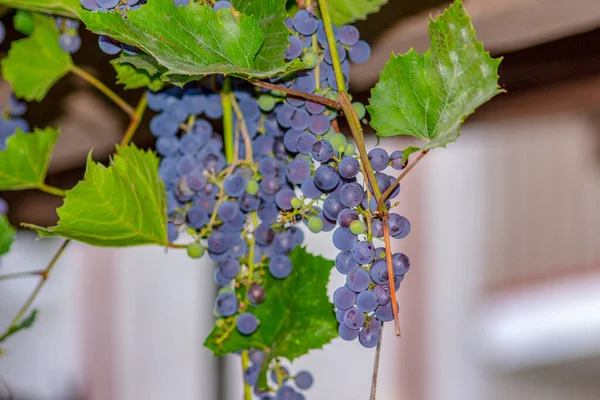 Blue Bunches Delicious Grapes Green Leaves Garden — Stock Photo, Image