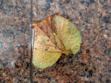 Sarı sonbahar yaprakları yerde