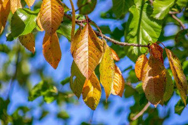 Sarı-yeşil sonbahar yaprakları Bahçedeki bir ağaçta