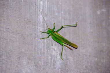 Yeşil bir kedi ya da tarlalardaki tüm yeşillikleri ve ekinleri yiyen büyük bir çekirge.