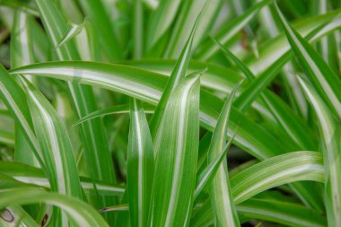 Güzel yeşil ve beyaz çimenler