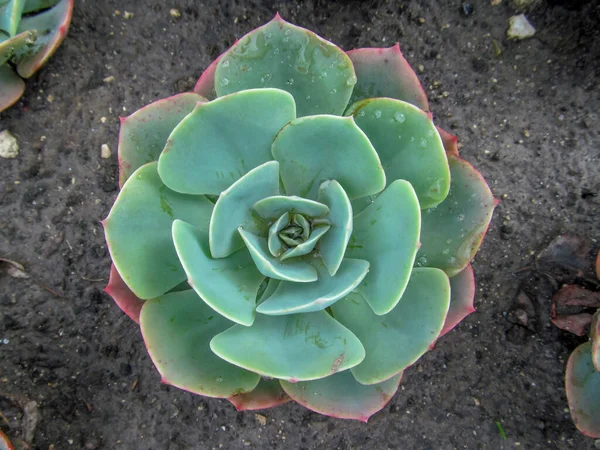 Plantas Ornamentales Verdes Macizo Flores —  Fotos de Stock