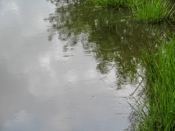 Herbe Verte Dans Rivière Septembre — Photo