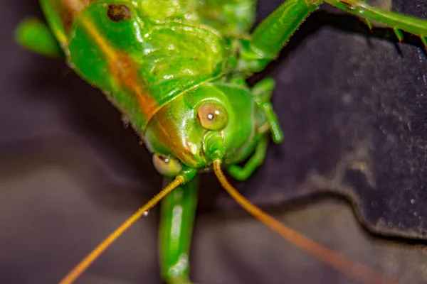 Gatto Verde Una Grande Locusta Che Mangia Tutti Verdi Colture — Foto Stock