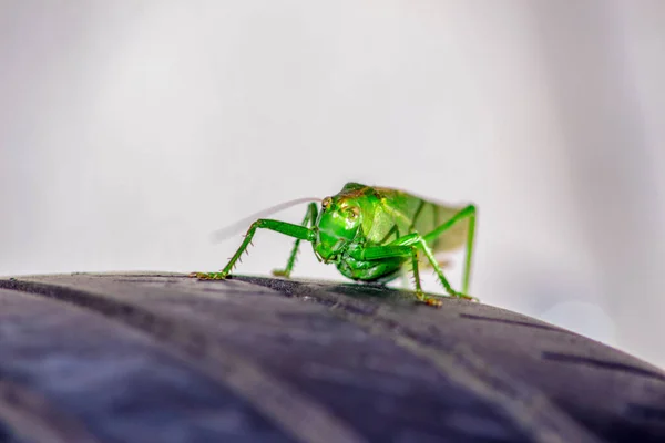 Een Groene Kat Een Grote Sprinkhaan Die Alle Groen Gewassen — Stockfoto