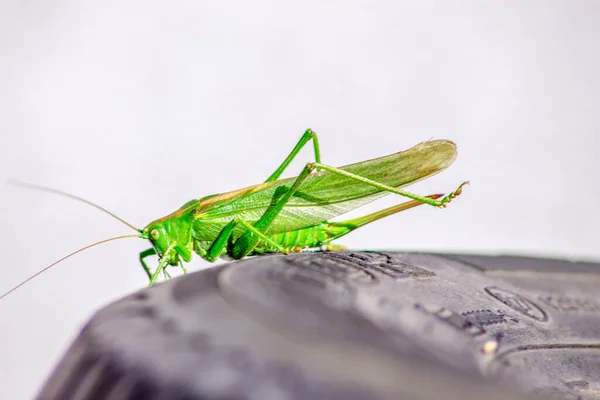 Een Groene Kat Een Grote Sprinkhaan Die Alle Groen Gewassen — Stockfoto