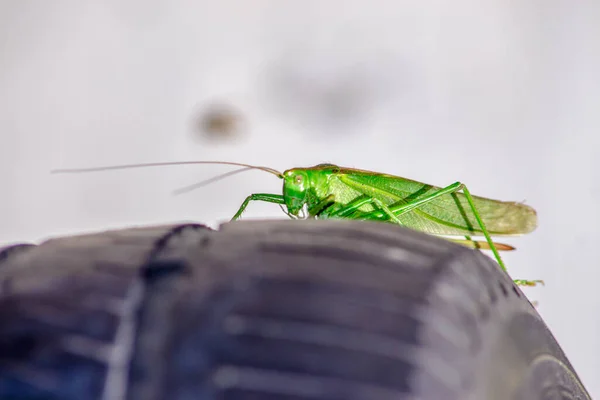 Een Groene Kat Een Grote Sprinkhaan Die Alle Groen Gewassen — Stockfoto