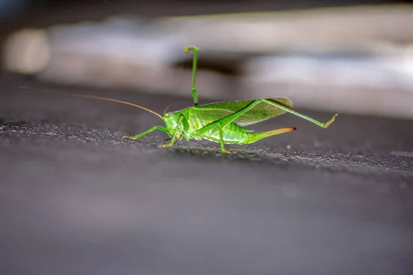 Een Groene Kat Een Grote Sprinkhaan Die Alle Groen Gewassen — Stockfoto