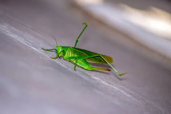 Een Groene Kat Een Grote Sprinkhaan Die Alle Groen Gewassen — Stockfoto