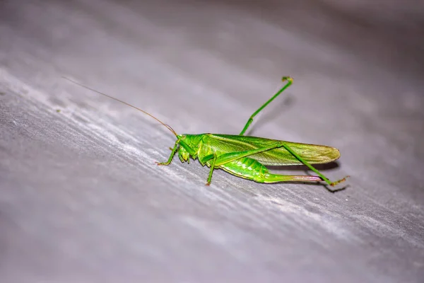 Een Groene Kat Een Grote Sprinkhaan Die Alle Groen Gewassen — Stockfoto