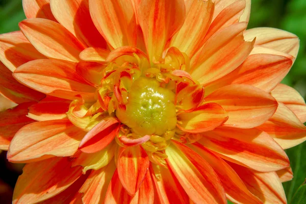 Schöne Gelbe Blumen Auf Einem Blumenbeet Der Stadt — Stockfoto