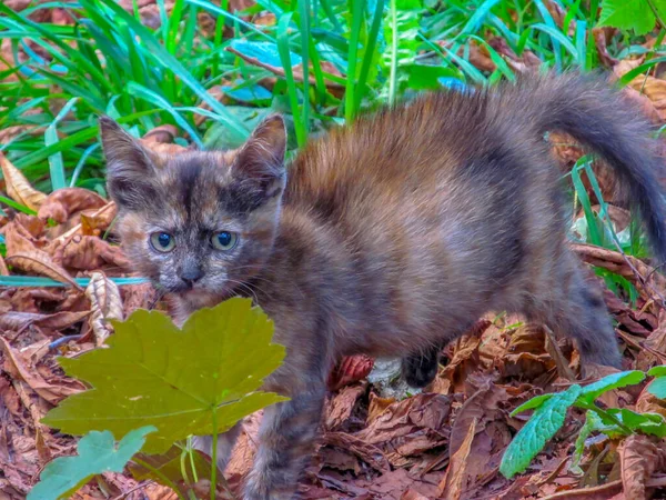 Petit Chat Dans Parc Septembre — Photo