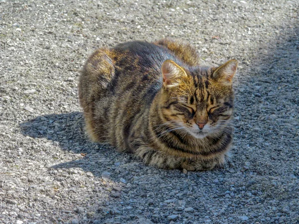 Kleine Katze September Park — Stockfoto