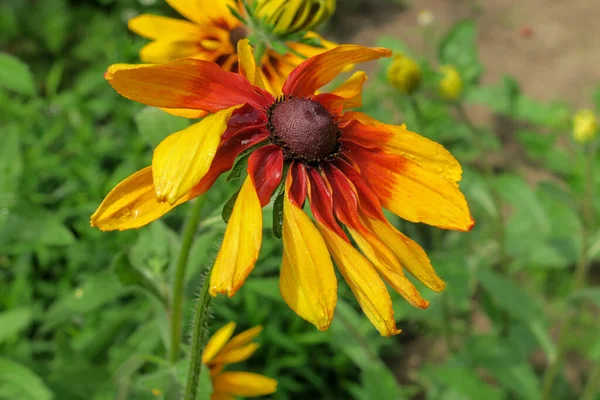 Flor Decorativa Girasol Amarillo Negro Jardín Flores — Foto de Stock