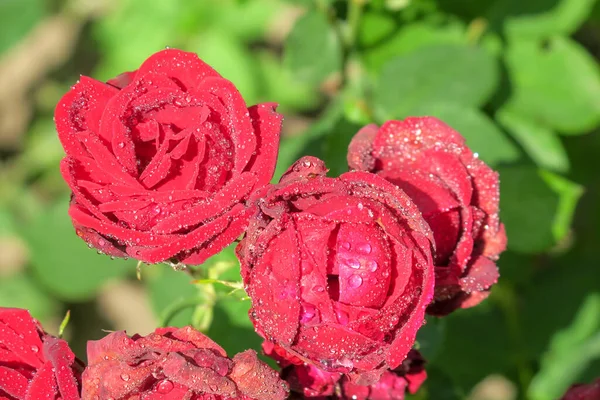 Rode Rozen Met Waterdruppels Tuin — Stockfoto