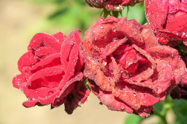 Красные Розы Капельками Воды Саду — стоковое фото