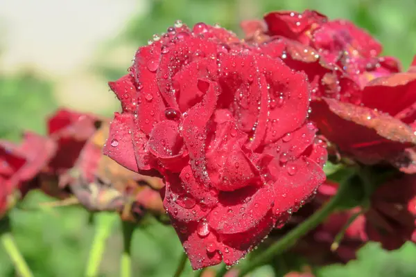 Rode Rozen Met Waterdruppels Tuin — Stockfoto