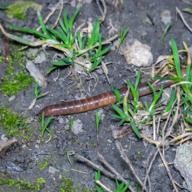 Kırmızı bir solucan çimlerin üzerinde sürünüyor.