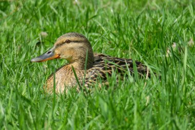 Yaban ördeği parkta çimlerin üzerinde oturuyor.