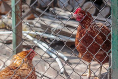 Kızıl saçlı yetişkin bir tavuğun fotoğrafı.