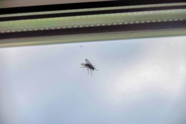 Pencere camında siyah sinek