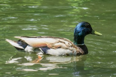 Güzel vahşi ördekler gölette yıkanır.