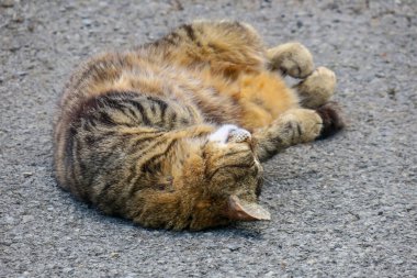 Pussy European breed back on the asphalt