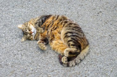 Pussy European breed back on the asphalt