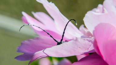 Pembe bir çiçekte güzel siyah bıyık böceği