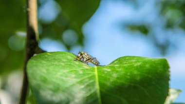 Strikoza armut dalında kızardı.