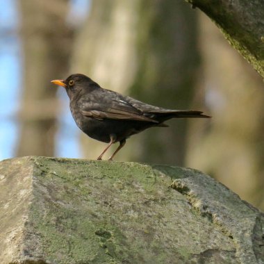 Ormanda kırmızı gagalı siyah bir kuş