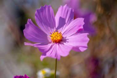 Bahçesinde taç yaprakları olan pembe bir çiçek