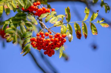Mavi gökyüzünün arka planında kırmızı rowan üzümleri