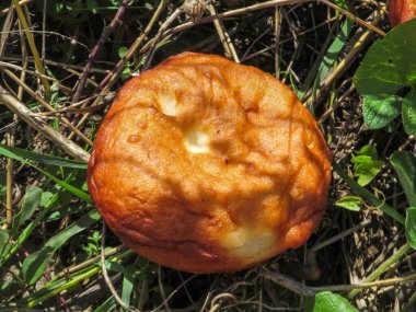 Hamur ve etten yapılmış büyük kızarmış beyaz ekmek.